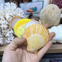 Vỏ sò điệp trang trí