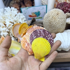Vỏ sò điệp trang trí