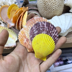 Vỏ sò điệp trang trí