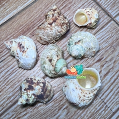 Vỏ ốc mặt trăng vàng size XS,S, M cực đẹp họa tiết ngẫu nhiên