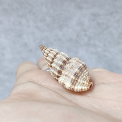 Vỏ ốc xoắn baby cực đẹp nhiều kích cỡ họa tiết ngẫu nhiên