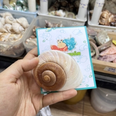 Vỏ ốc bánh mì cỡ L XL màu ngẫu nhiên