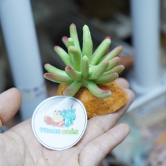 Cây giả trang trí chuồng nuôi bò sát và ốc mượn hồn