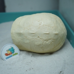 Hang trú ẩn hình mai rùa nhựa đúc màu vàng nhạt cho ốc mượn hồn