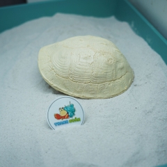 Hang trú ẩn hình mai rùa nhựa đúc màu vàng nhạt cho ốc mượn hồn