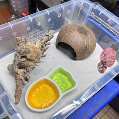 Bát 2 ngăn hình cà rốt đựng nước uống cho ốc mượn hồn