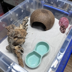 Bát 2 ngăn đựng nước màu xanh cho ốc mượn hồn hoặc thức ăn cho thú cưng khác