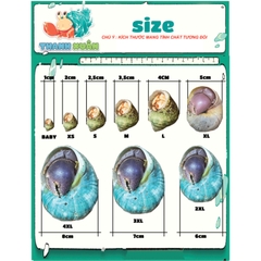 Vỏ ốc hương xanh cỡ siêu baby trang trí chụp ảnh