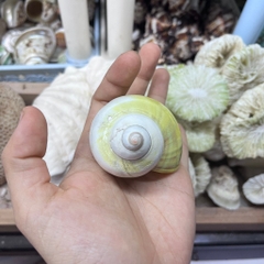 Vỏ ốc xà cừ vàng cỡ M L cho ốc mượn hồn