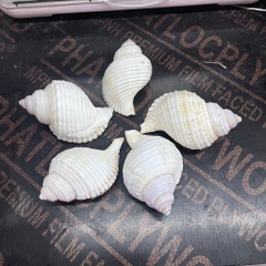 Vỏ ốc nhung trắng nhỏ