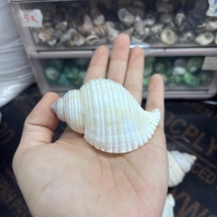Vỏ ốc nhung trắng nhỏ