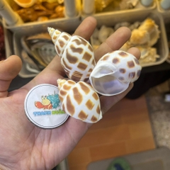 Vỏ ốc hương cỡ baby họa tiết ngẫu nhiên