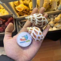 Vỏ ốc hương cỡ baby họa tiết ngẫu nhiên