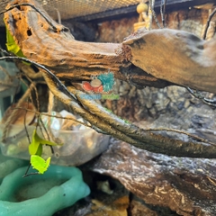 Dây leo trèo cho ốc mượn hồn- Dây leo trang trí chuồng bò sát 90CM