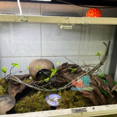 Dây leo trèo cho ốc mượn hồn- Dây leo trang trí chuồng bò sát 90CM