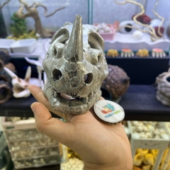 Mô hình sọ tê giác một sừng màu xám bạc làm hang trú và trang trí cho chuồng nuôi ốc mượn hồn, bò sát nhỏ