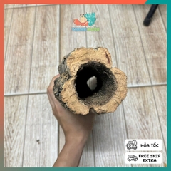 Lũa ống gỗ sồi mã L138