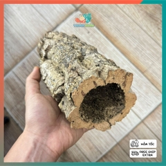 Lũa ống gỗ sồi mã L138