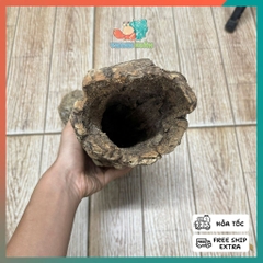 Lũa ống gỗ sồi mã L436