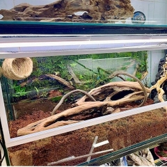 Mụn Xơ Dừa Khô lót nền cho Ốc Mượn Hồn