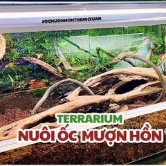 Mụn Xơ Dừa Khô lót nền cho Ốc Mượn Hồn