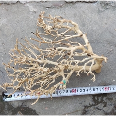 LŨA XƯƠNG CHÙM nhánh ngẫu nhiên trang trí bể nuôi Ốc Mượn Hồn và trang trí bể thủy sinh