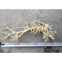 LŨA XƯƠNG CHÙM nhánh ngẫu nhiên trang trí bể nuôi Ốc Mượn Hồn và trang trí bể thủy sinh