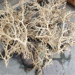 LŨA XƯƠNG CHÙM nhánh ngẫu nhiên trang trí bể nuôi Ốc Mượn Hồn và trang trí bể thủy sinh