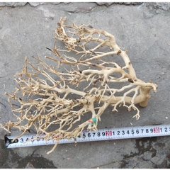 LŨA XƯƠNG CHÙM nhánh ngẫu nhiên trang trí bể nuôi Ốc Mượn Hồn và trang trí bể thủy sinh