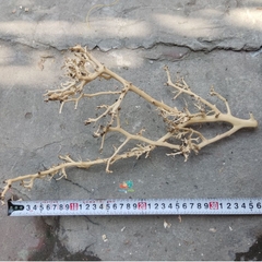 LŨA XƯƠNG CHÙM nhánh ngẫu nhiên trang trí bể nuôi Ốc Mượn Hồn và trang trí bể thủy sinh