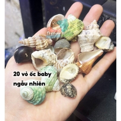 20 vỏ ốc baby màu và loại giao ngẫu nhiên