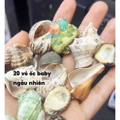 20 vỏ ốc baby màu và loại giao ngẫu nhiên