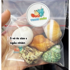 5 vỏ ốc cỡ s màu và loại giao ngẫu nhiên