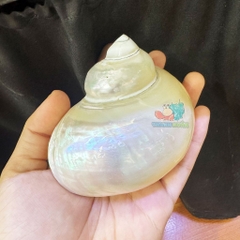 Vỏ ốc xà cừ mài trắng cỡ 3xl