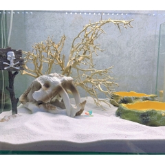 LŨA XƯƠNG CHÙM nhánh ngẫu nhiên trang trí bể nuôi Ốc Mượn Hồn và trang trí bể thủy sinh