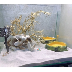 LŨA XƯƠNG CHÙM nhánh ngẫu nhiên trang trí bể nuôi Ốc Mượn Hồn và trang trí bể thủy sinh