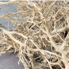 LŨA XƯƠNG CHÙM nhánh ngẫu nhiên trang trí bể nuôi Ốc Mượn Hồn và trang trí bể thủy sinh