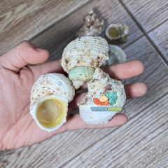 Bản sao của Vỏ Mặt Trăng Vàng