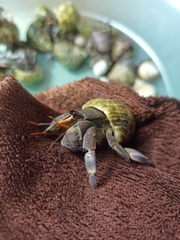 Ốc mượn hồn RUGO xinh xắn