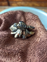 Ốc Mượn Hồn Viosunset