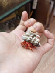 Ốc mượn hồn PERLATUS ĐỎ màu ngẫu nhiên