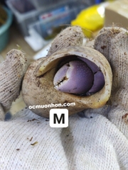 Ốc mượn hồn BREVIMANUS (màu ngẫu nhiên)