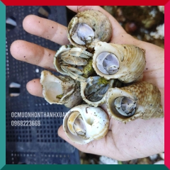 Sỉ ốc mượn hồn mini nhiều màu