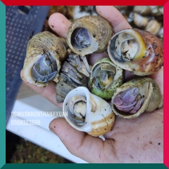 Sỉ ốc mượn hồn mini nhiều màu