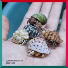 Sỉ ốc mượn hồn mini nhiều màu