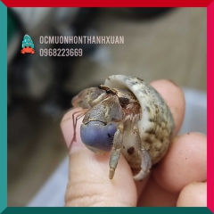 Ốc mượn hồn BREVIMANUS (màu ngẫu nhiên)