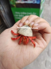 Ốc mượn hồn PERLATUS ĐỎ màu ngẫu nhiên