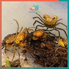 Cua Vampire - Cua ma cà rồng Krathing