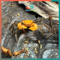 Cua Vampire - Cua ma cà rồng Krathing