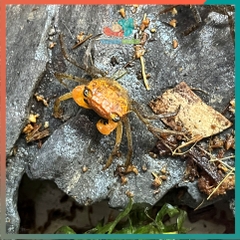 Cua Vampire - Cua ma cà rồng Krathing